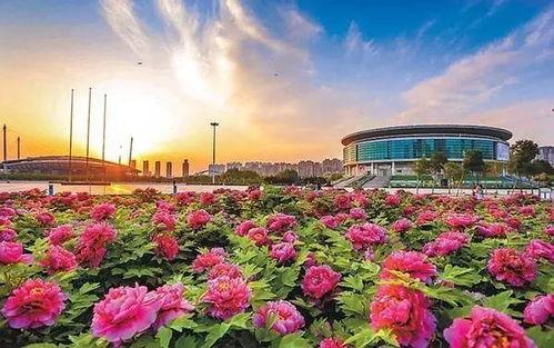 洛阳植物园爆料视频播放,探秘植物王国奇观瞬间